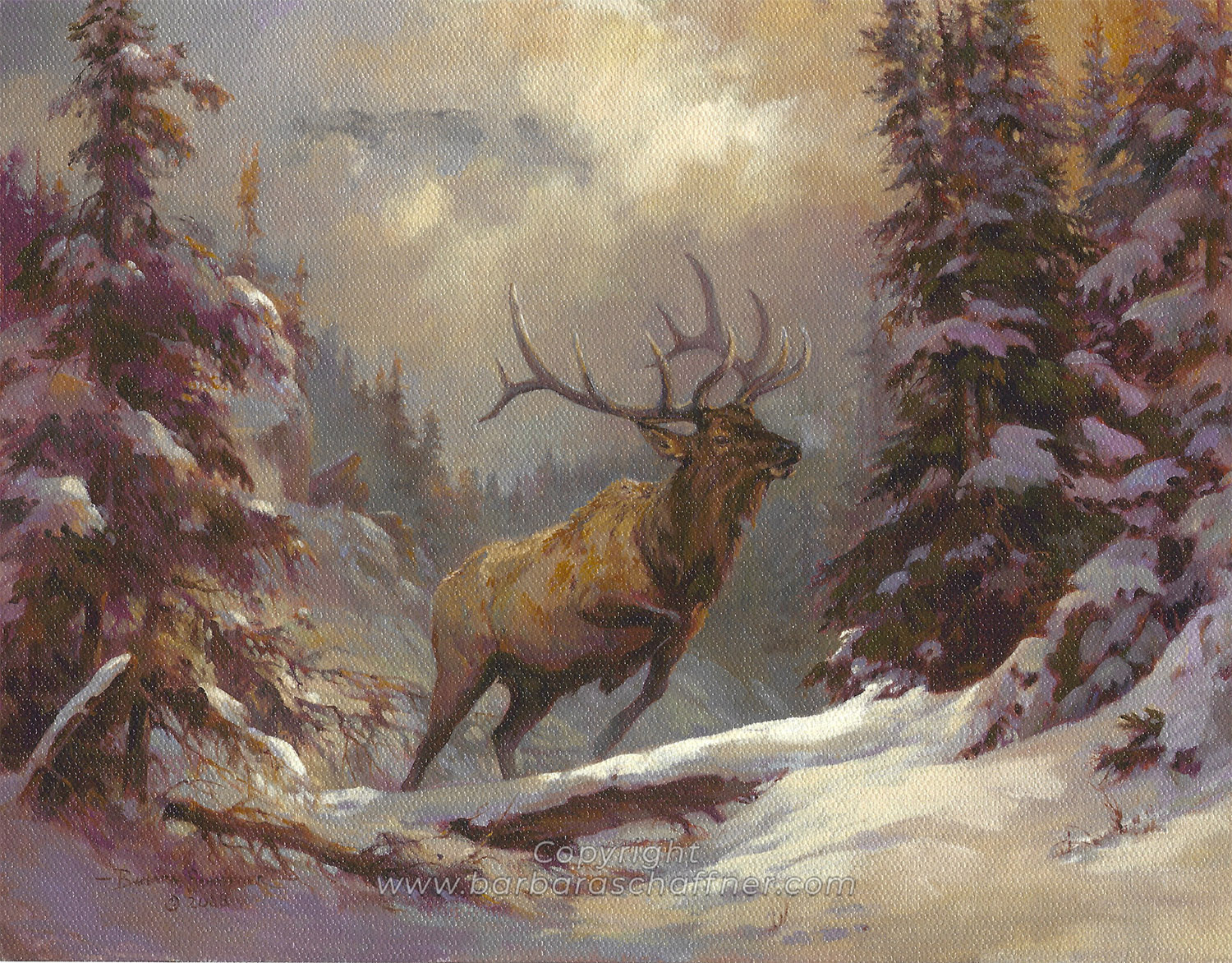 Movin' Out - Wapiti by Barbara Schaffner (barbaraschaffner.com)